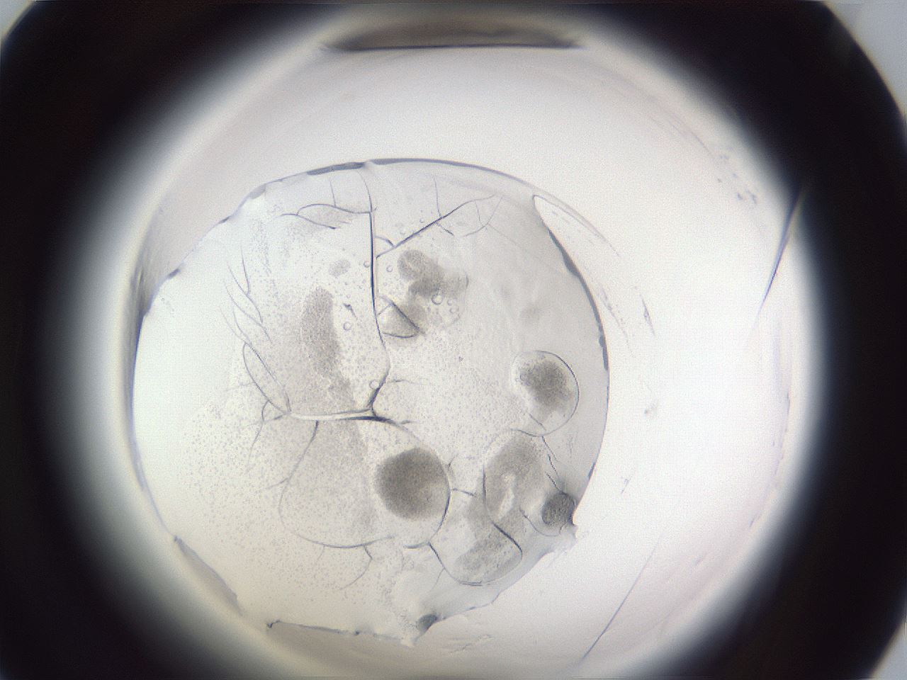folderID598_plateID2598_batchID12823_wellNum55_profileID1_d1_r197451_ef.jpg