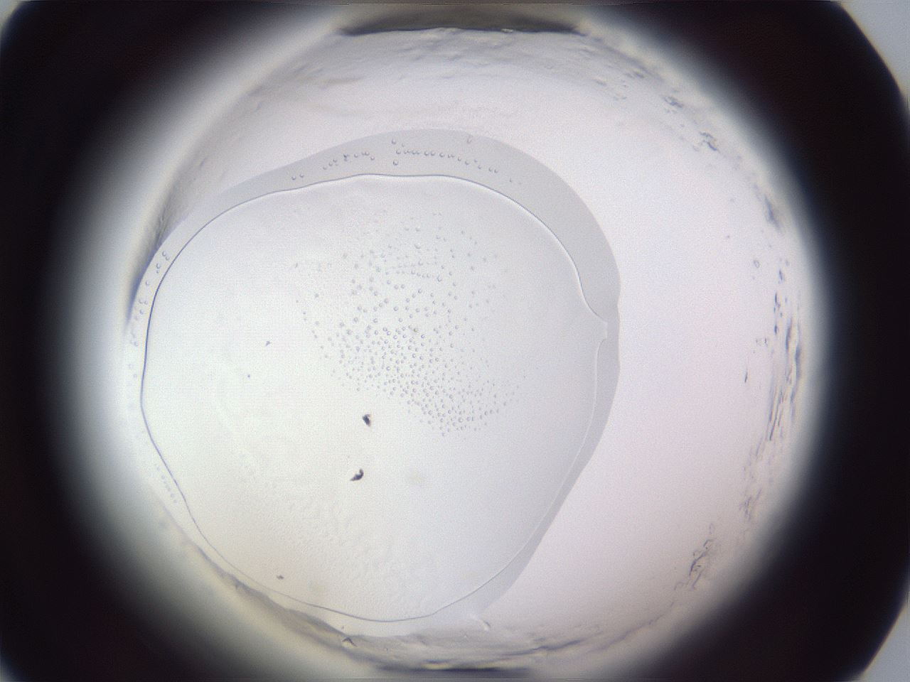 folderID598_plateID2598_batchID13426_wellNum25_profileID1_d1_r197361_ef.jpg