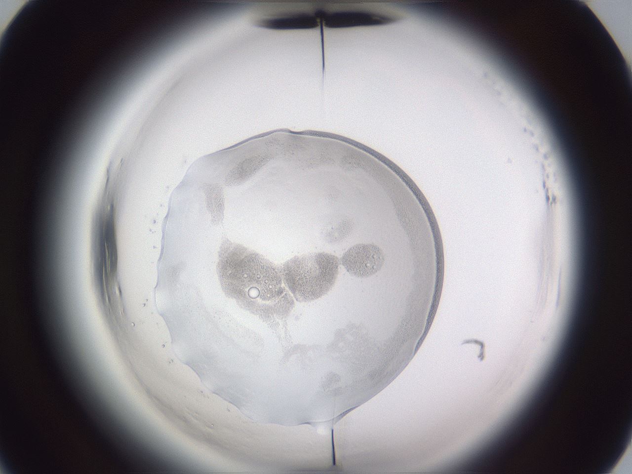 folderID598_plateID2598_batchID13426_wellNum65_profileID1_d2_r197482_ef.jpg