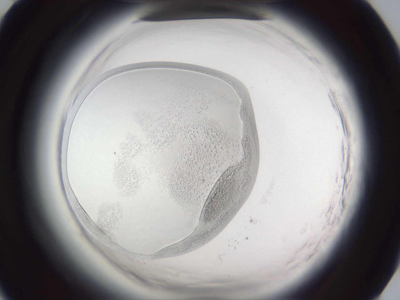 folderID598_plateID2598_batchID14300_wellNum85_profileID1_d1_r197541_ef.jpg