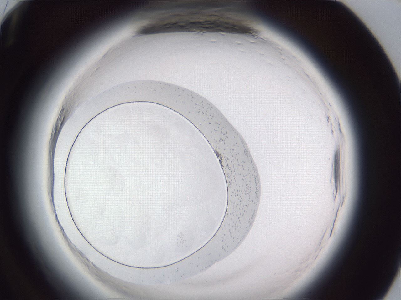 folderID598_plateID2598_batchID14300_wellNum96_profileID1_d1_r197574_ef.jpg
