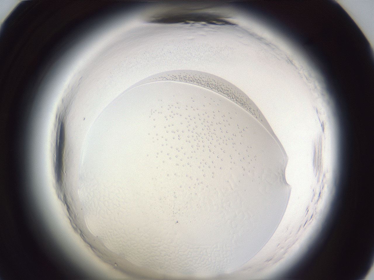 folderID598_plateID2598_batchID14826_wellNum47_profileID1_d1_r197427_ef.jpg