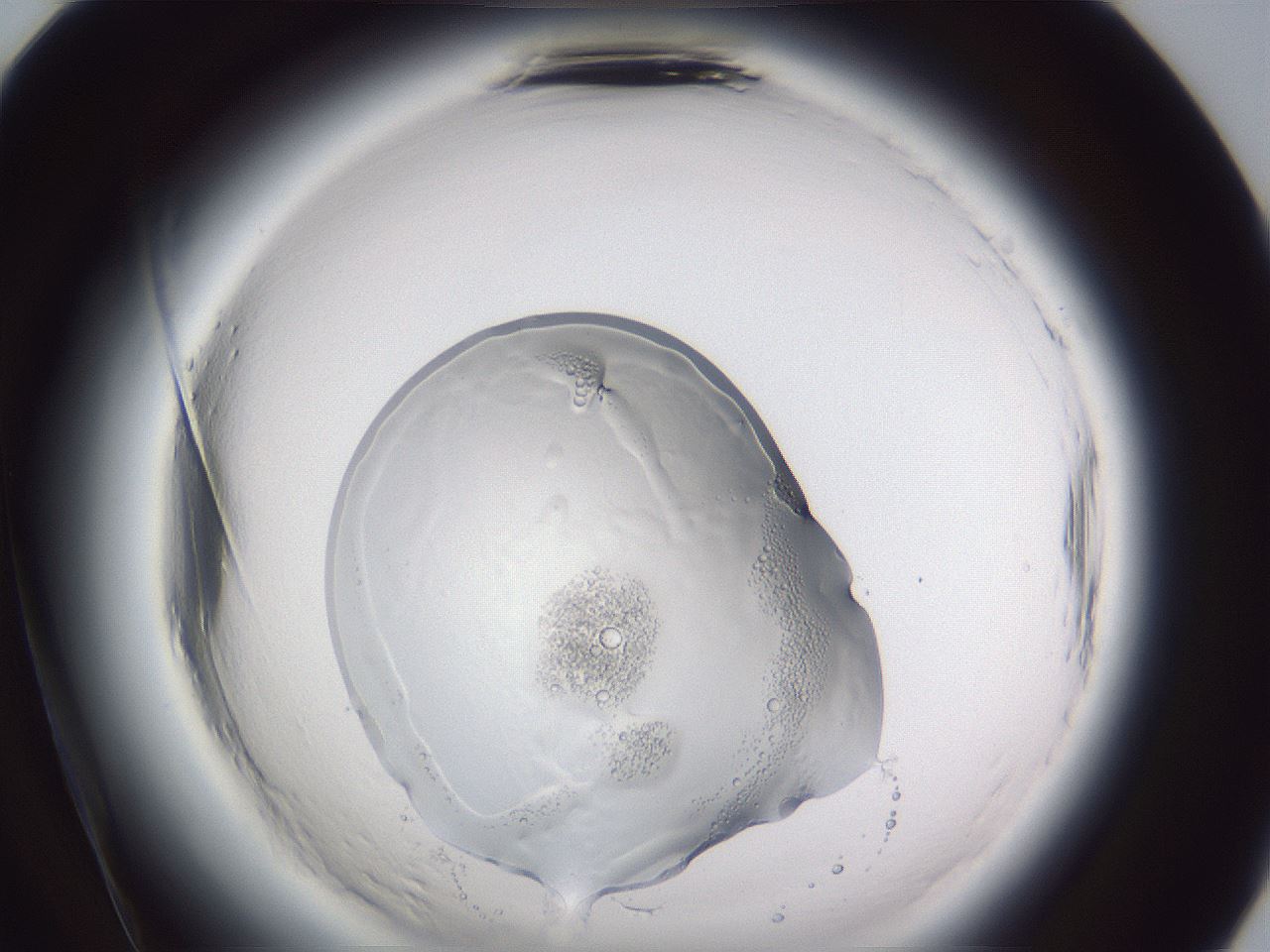 folderID598_plateID2598_batchID15088_wellNum84_profileID1_d2_r197539_ef.jpg