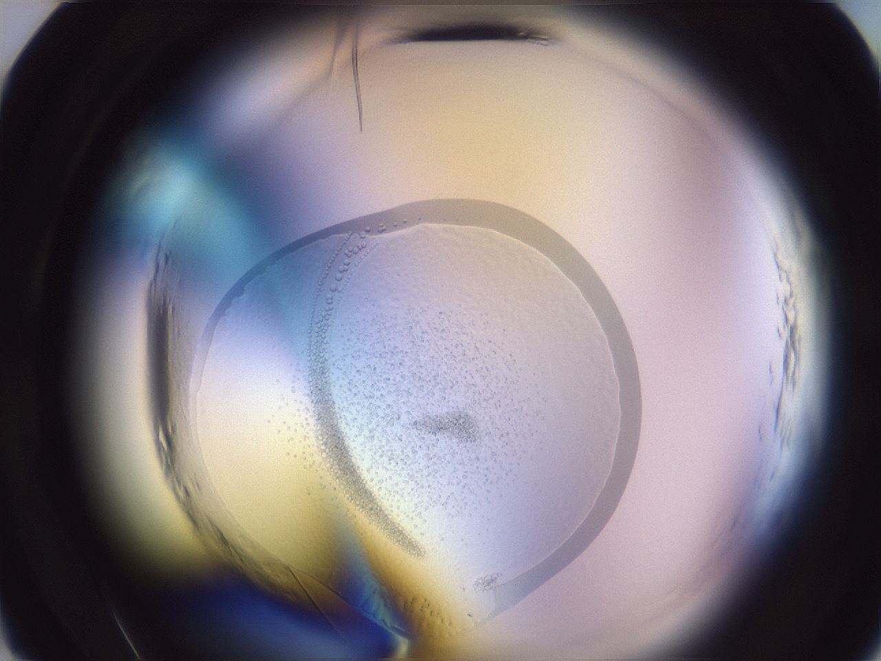 folderID599_plateID2599_batchID12826_wellNum10_profileID1_d2_r198181_ef.jpg