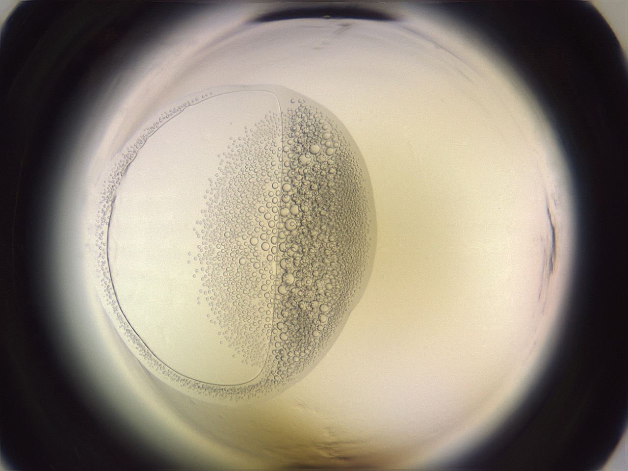 folderID600_plateID2600_batchID12958_wellNum7_profileID1_d1_r198747_ef.jpg