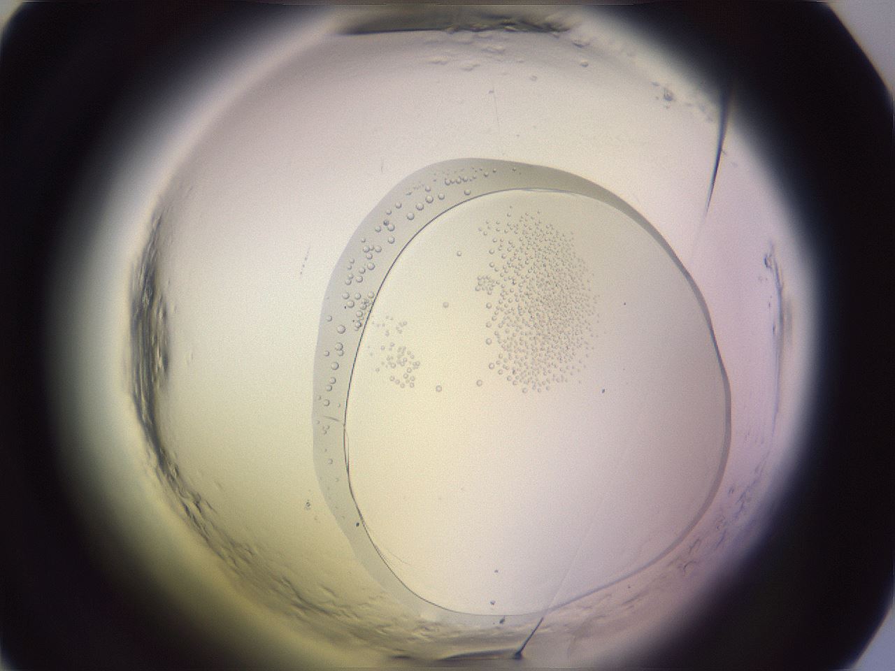 folderID600_plateID2600_batchID13432_wellNum28_profileID1_d1_r198810_ef.jpg