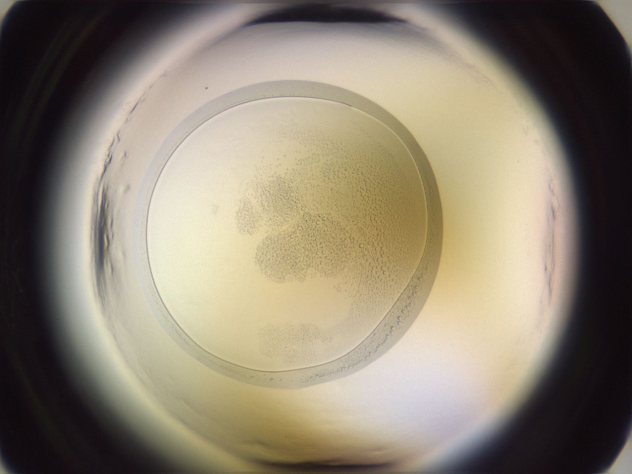 folderID600_plateID2600_batchID13851_wellNum6_profileID1_d1_r198744_ef.jpg