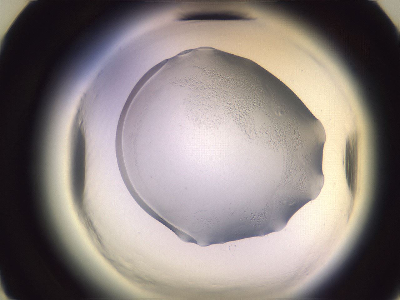 folderID601_plateID2601_batchID12741_wellNum12_profileID1_d3_r199628_ef.jpg