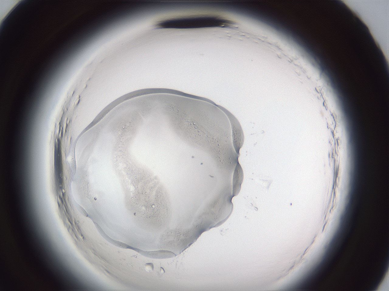 folderID598_plateID2598_batchID13057_wellNum95_profileID1_d2_r197572_ef.jpg
