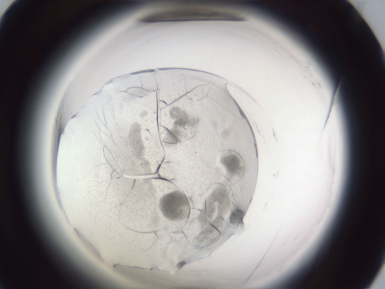 folderID598_plateID2598_batchID14300_wellNum55_profileID1_d1_r197451_ef.jpg