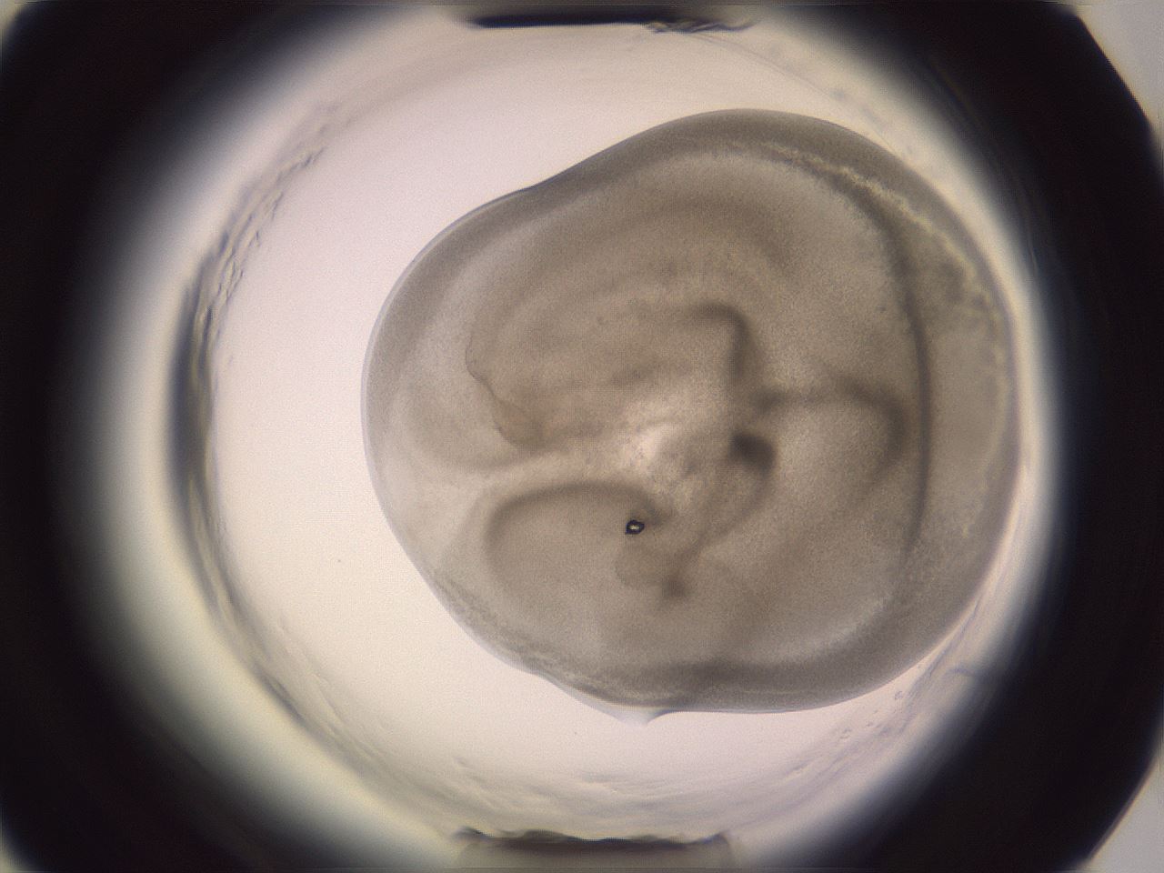 folderID602_plateID2602_batchID12770_wellNum73_profileID1_d3_r200675_ef.jpg