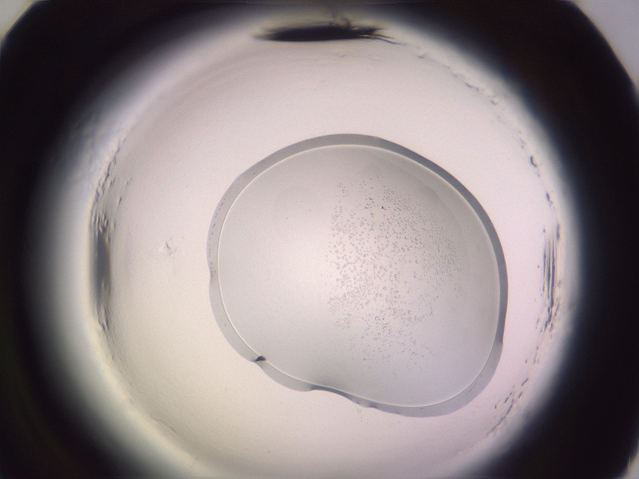 folderID602_plateID2602_batchID12965_wellNum70_profileID1_d2_r200665_ef.jpg