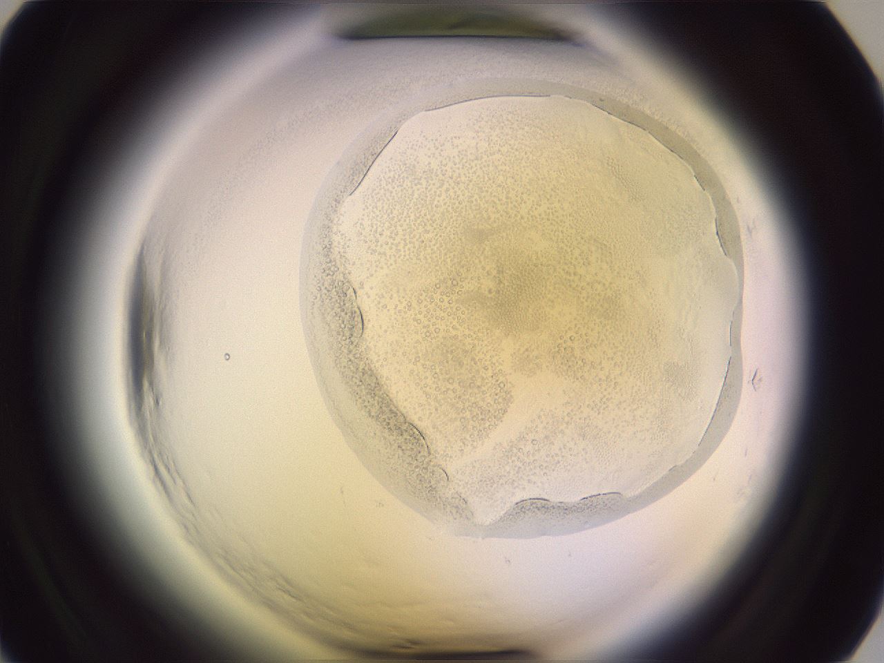 folderID602_plateID2602_batchID13437_wellNum18_profileID1_d1_r200508_ef.jpg