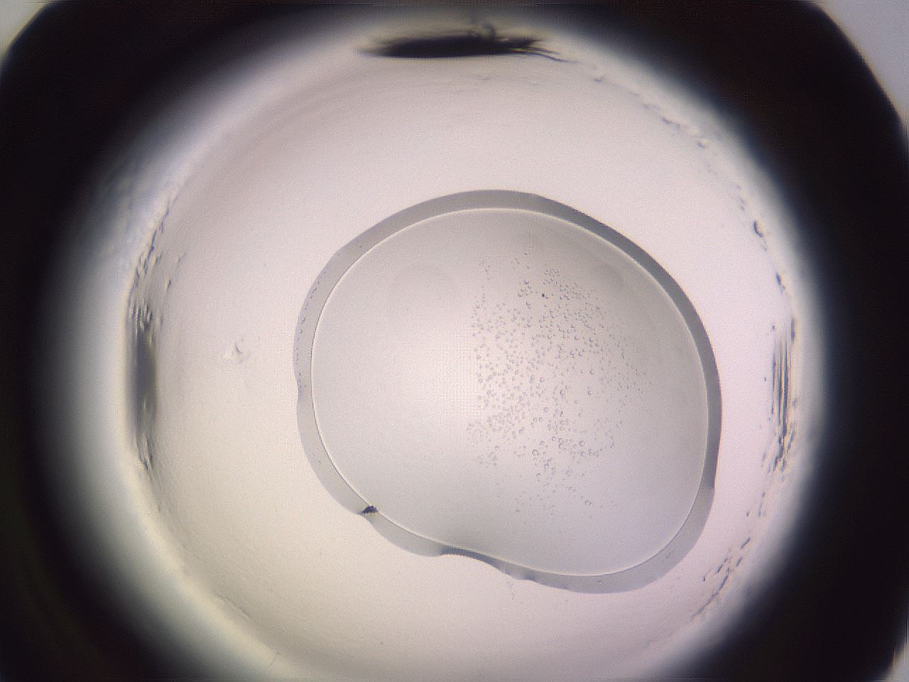 folderID602_plateID2602_batchID13863_wellNum70_profileID1_d2_r200665_ef.jpg