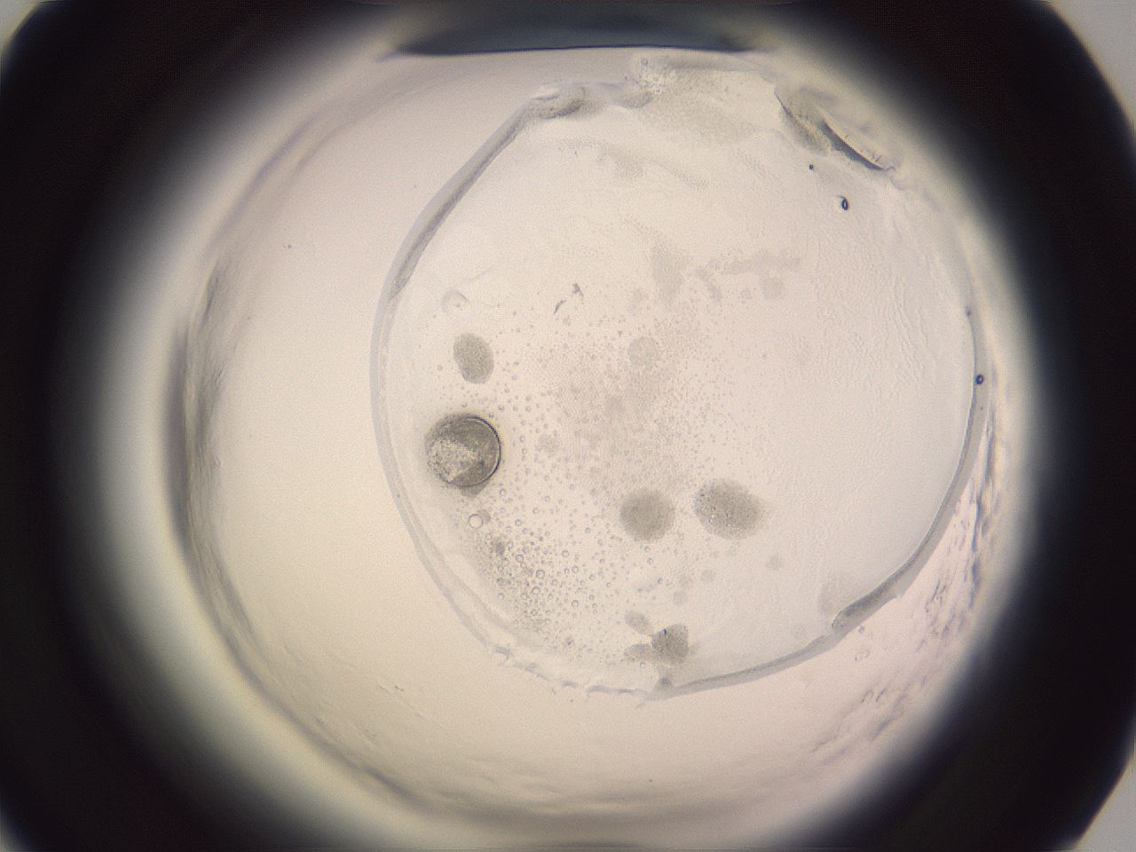folderID603_plateID2603_batchID12773_wellNum85_profileID1_d1_r201573_ef.jpg