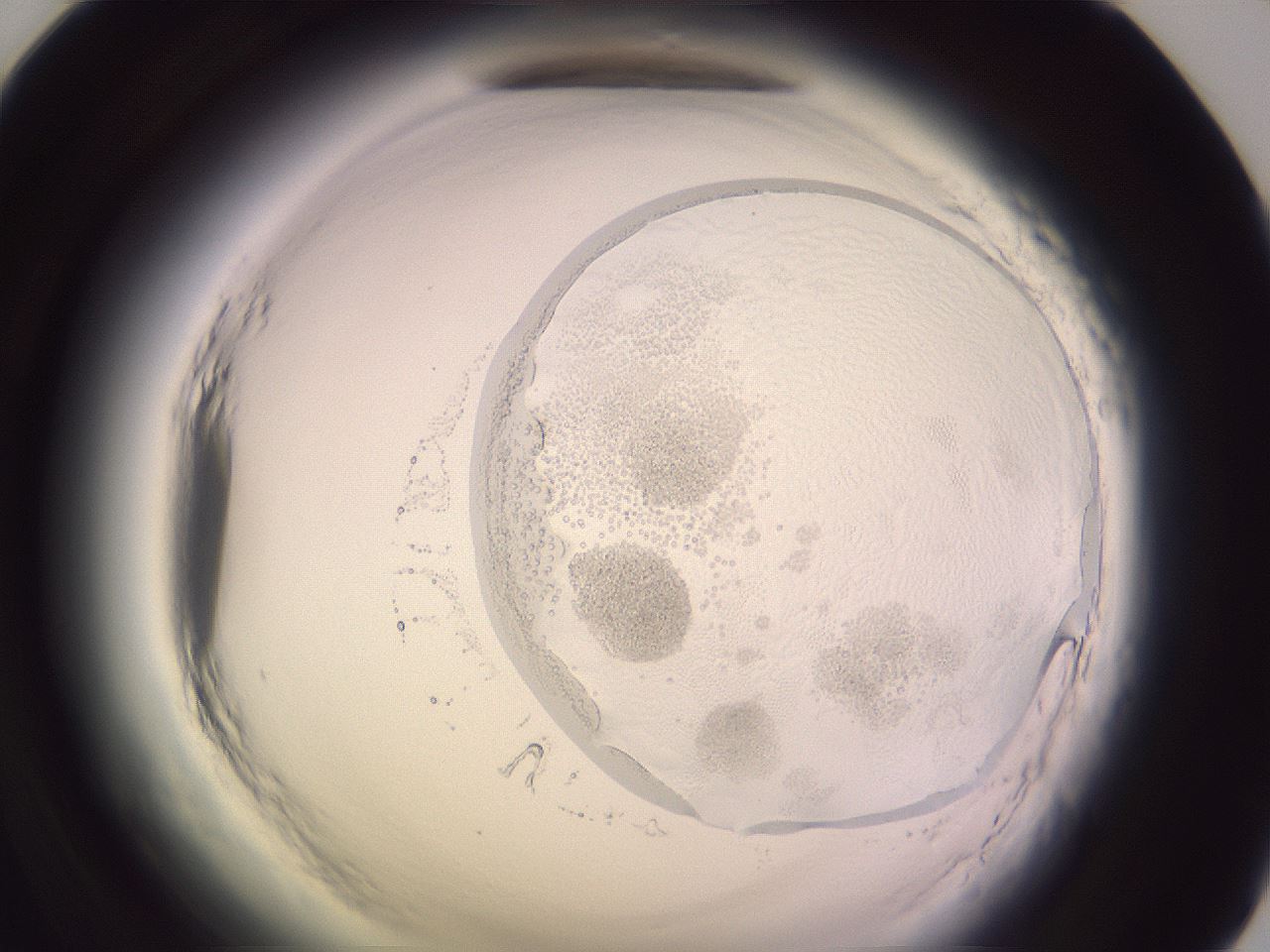folderID603_plateID2603_batchID12837_wellNum71_profileID1_d1_r201531_ef.jpg