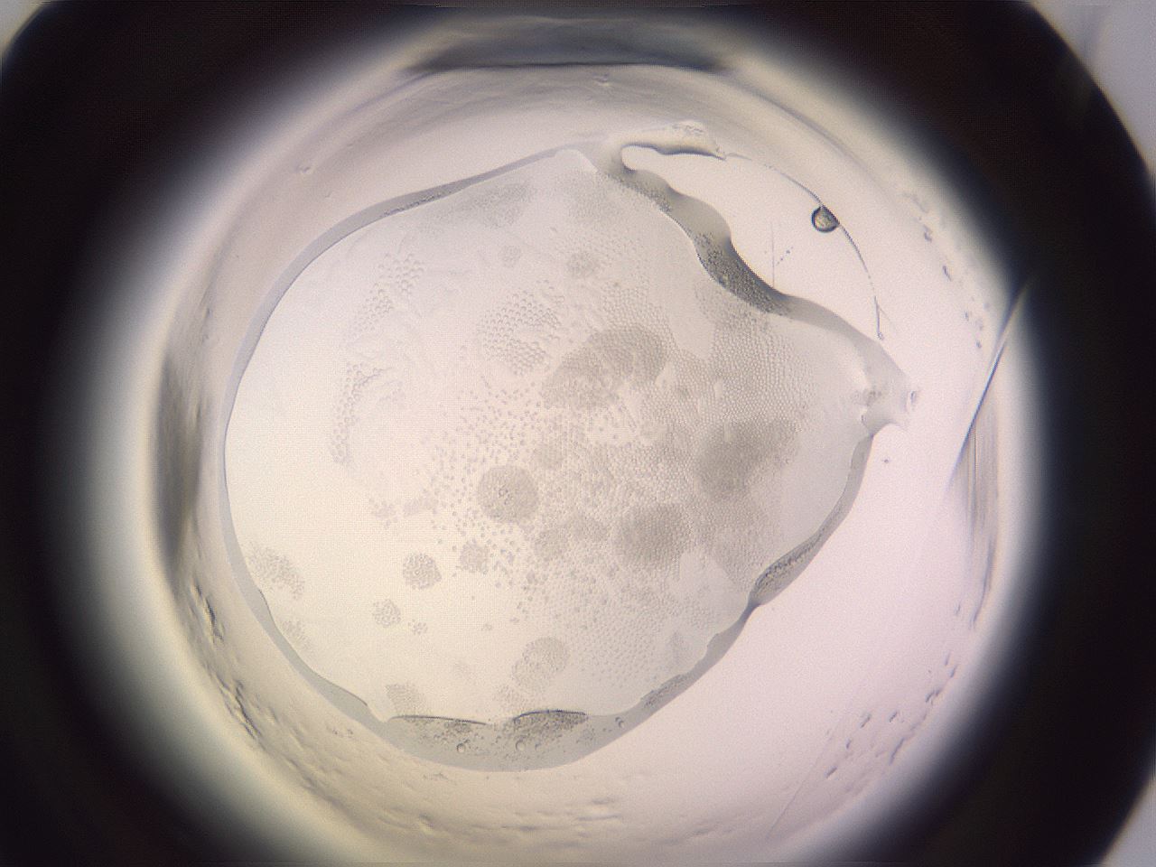folderID603_plateID2603_batchID13439_wellNum79_profileID1_d1_r201555_ef.jpg
