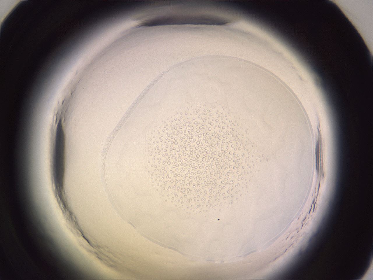 folderID603_plateID2603_batchID13867_wellNum59_profileID1_d1_r201495_ef.jpg