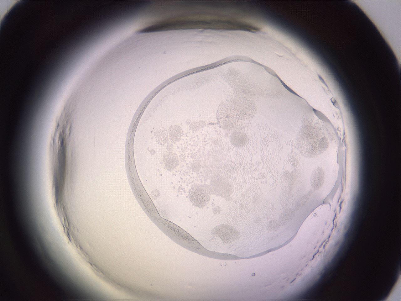 folderID603_plateID2603_batchID14842_wellNum70_profileID1_d1_r201528_ef.jpg