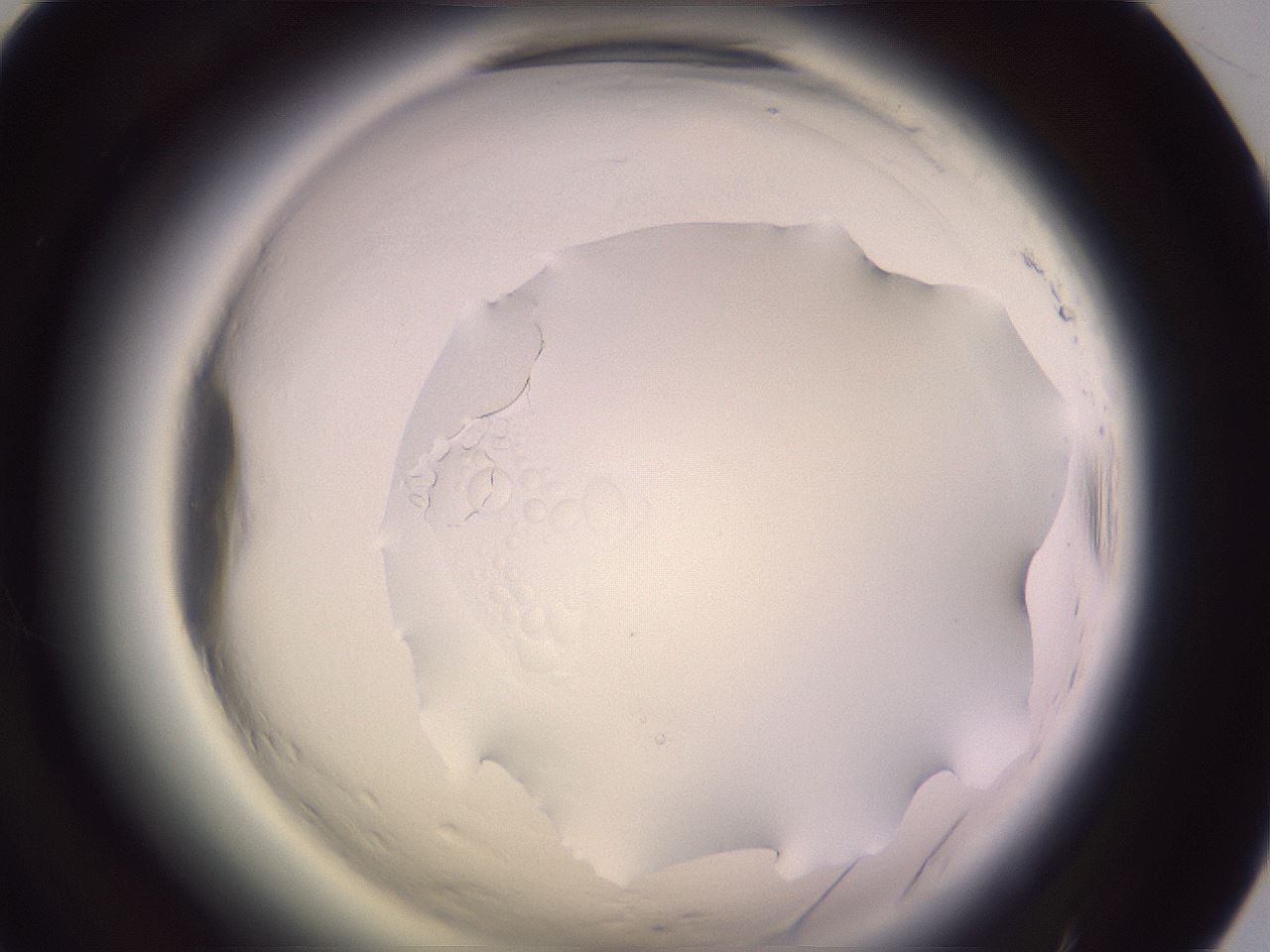folderID603_plateID2603_batchID15102_wellNum56_profileID1_d1_r201486_ef.jpg