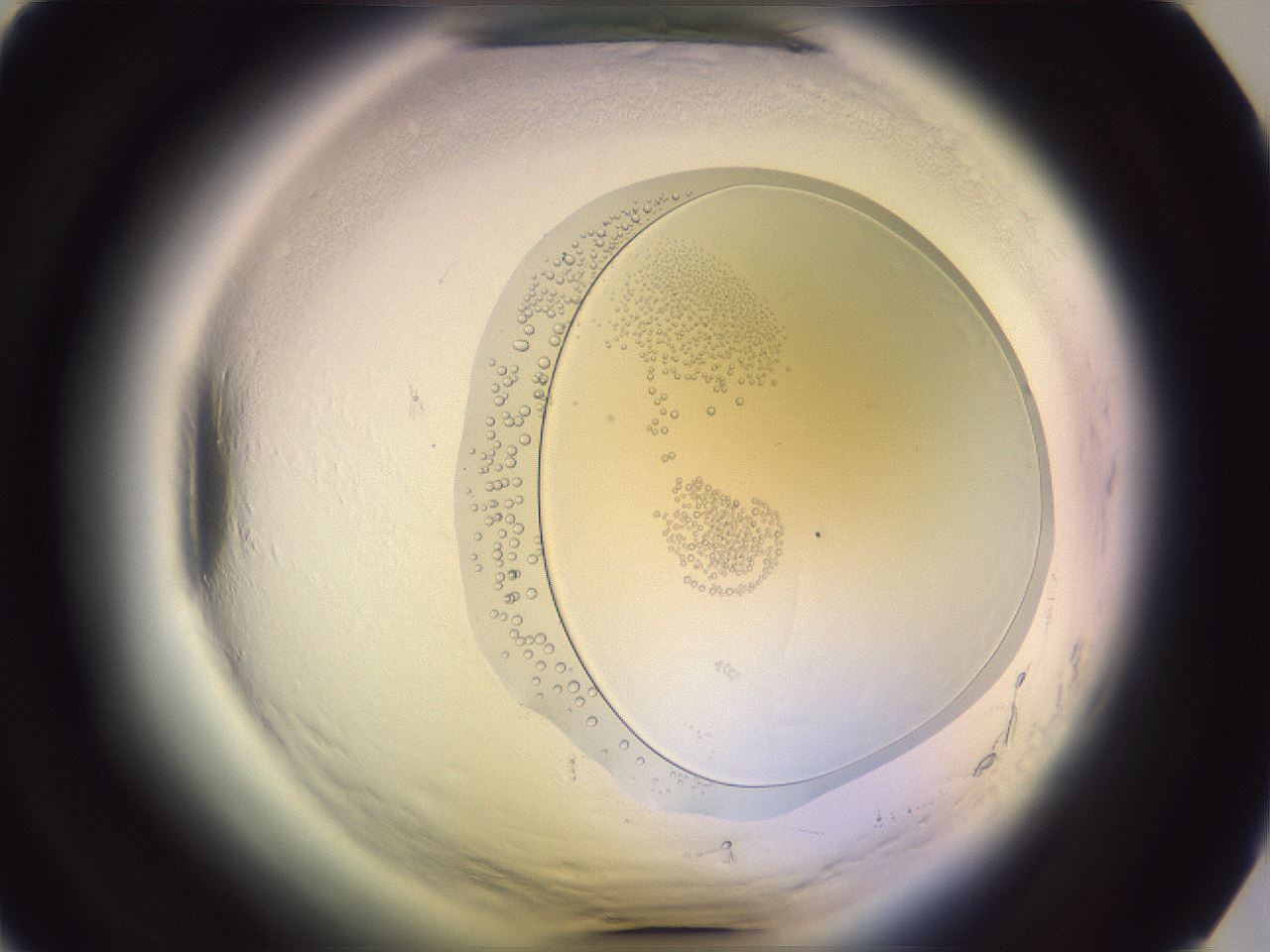 folderID604_plateID2604_batchID12749_wellNum15_profileID1_d1_r201939_ef.jpg