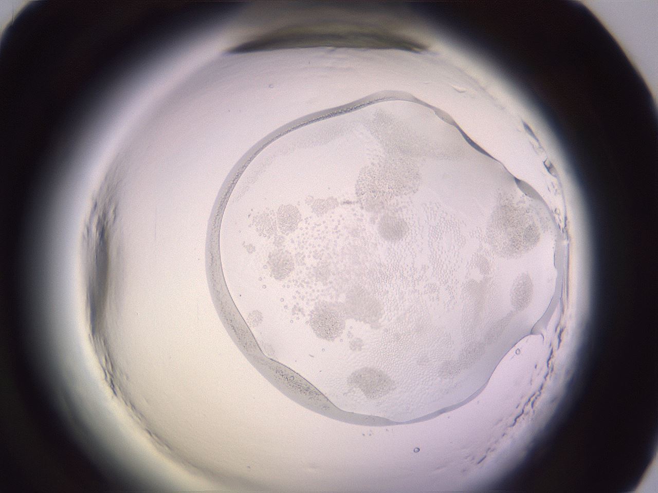 folderID603_plateID2603_batchID13439_wellNum70_profileID1_d1_r201528_ef.jpg