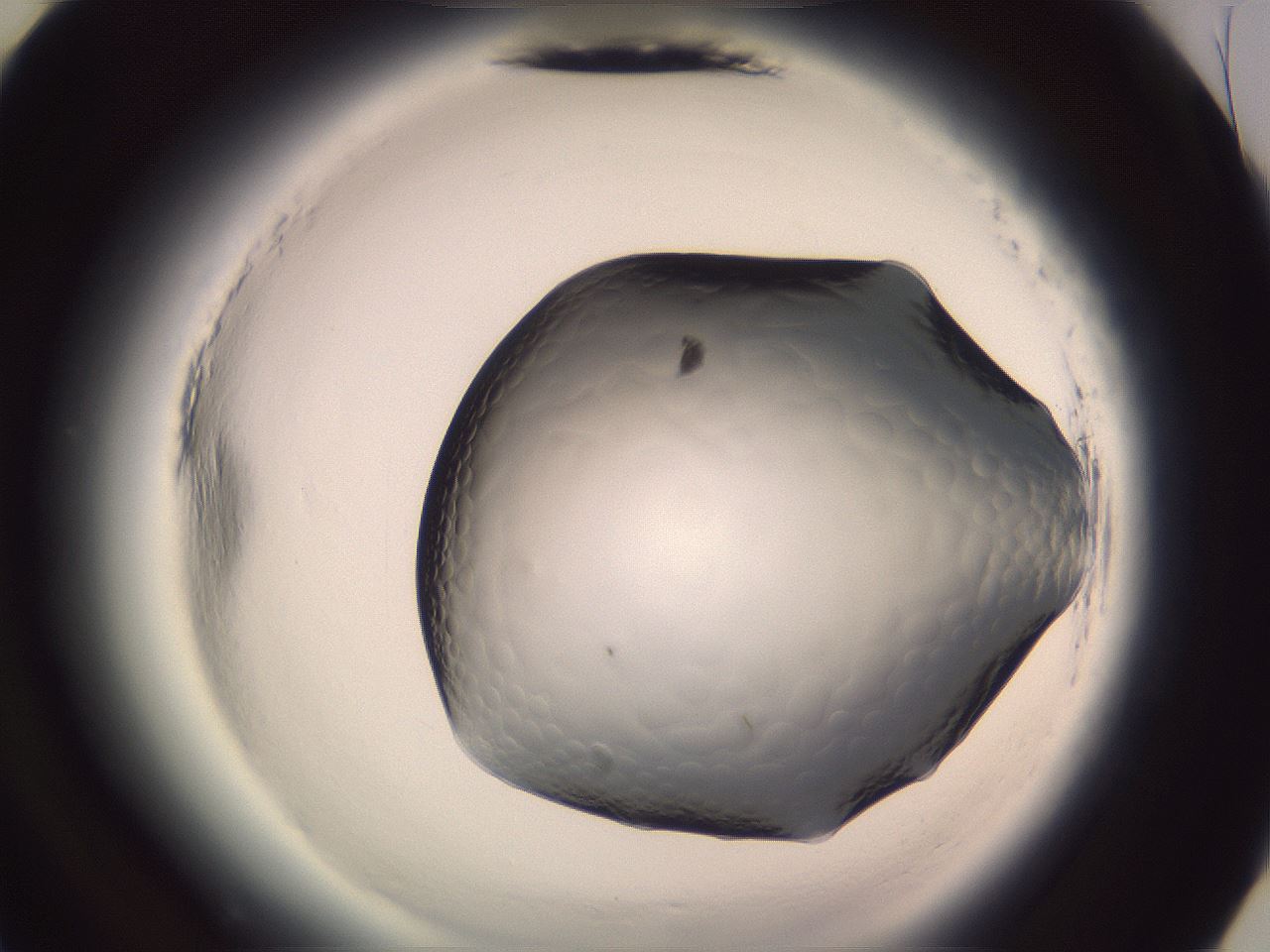 folderID604_plateID2604_batchID14844_wellNum57_profileID1_d3_r202067_ef.jpg