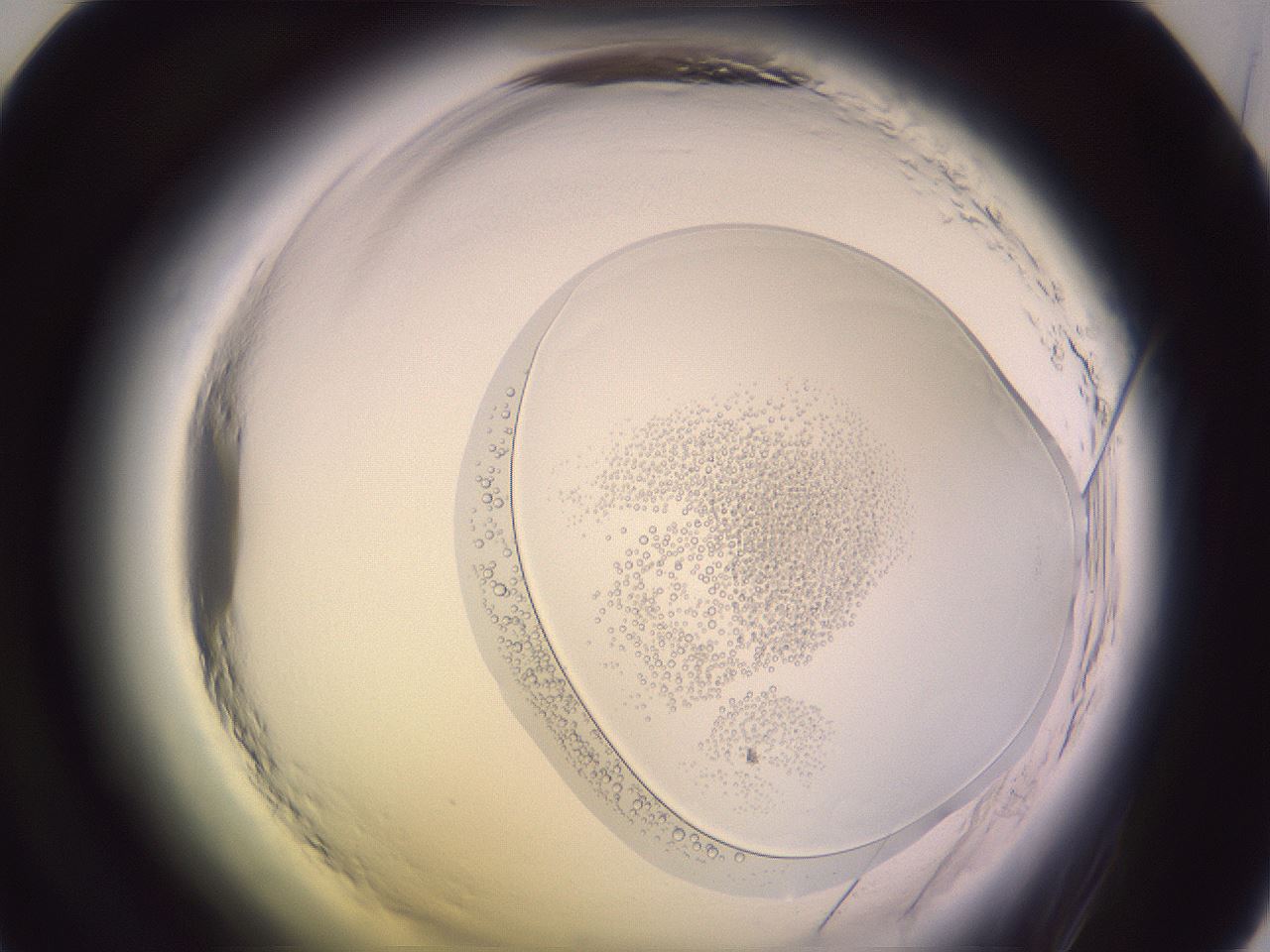 folderID605_plateID2605_batchID12777_wellNum48_profileID1_d1_r202903_ef.jpg