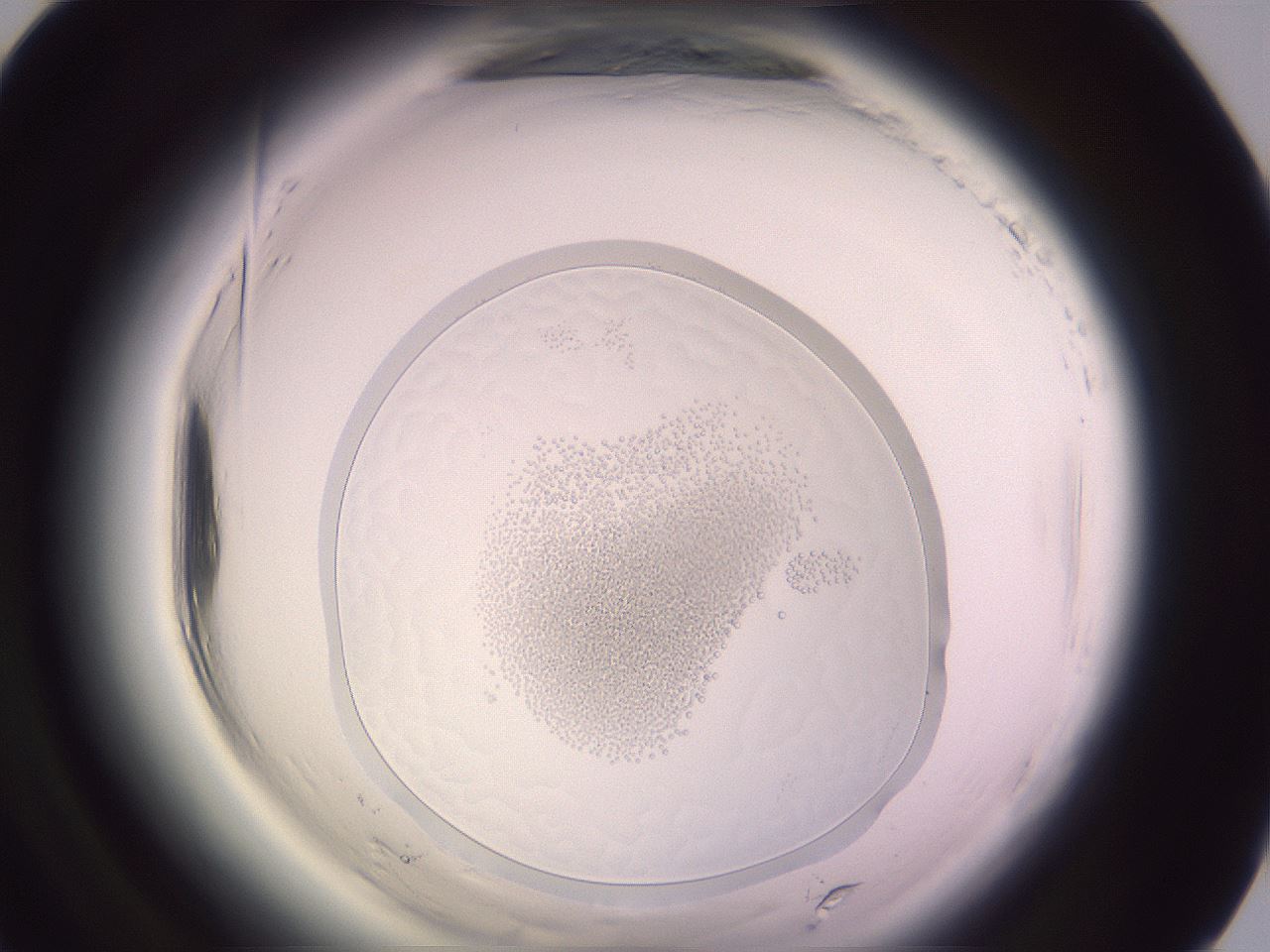folderID605_plateID2605_batchID12974_wellNum89_profileID1_d1_r203026_ef.jpg