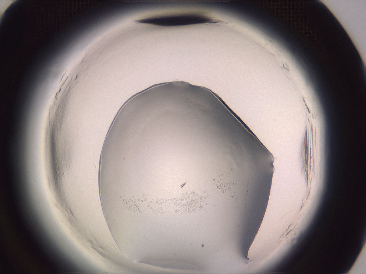 folderID605_plateID2605_batchID12974_wellNum94_profileID1_d3_r203043_ef.jpg