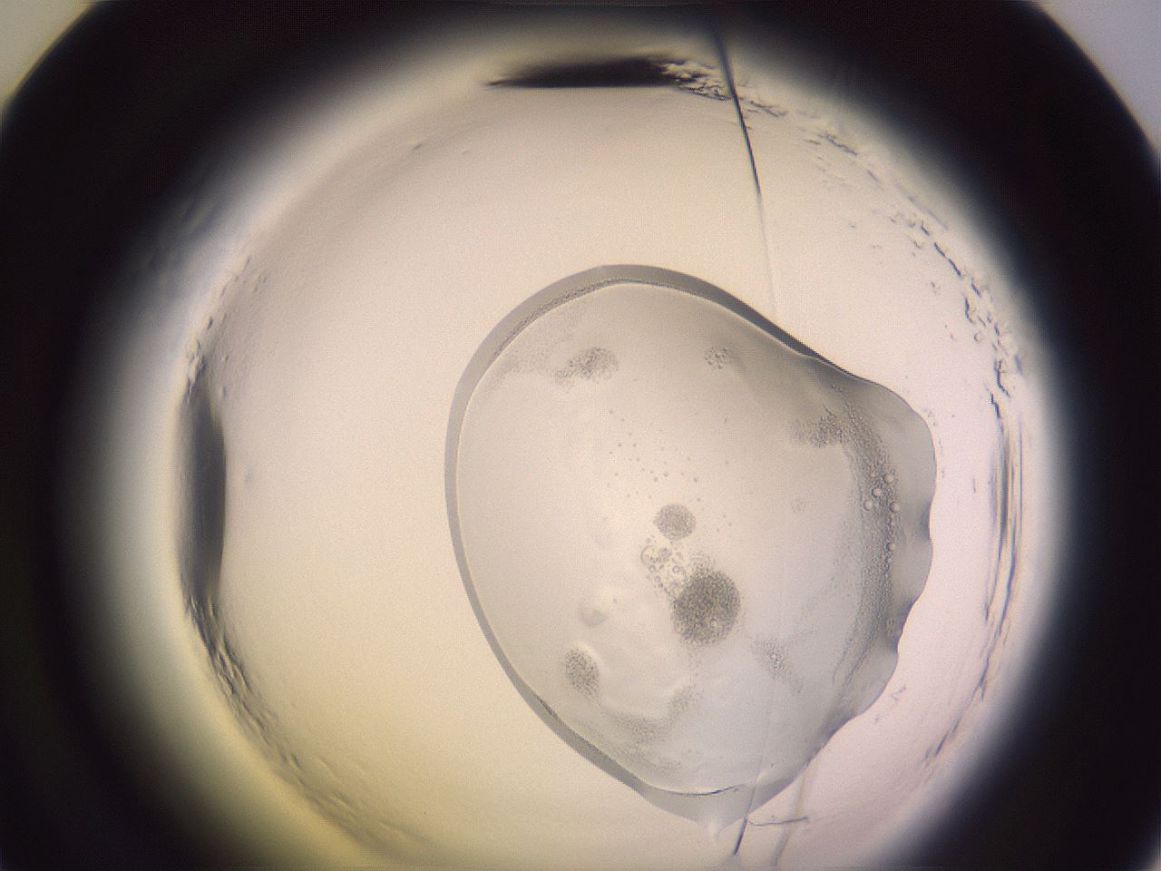 folderID605_plateID2605_batchID13075_wellNum48_profileID1_d2_r202904_ef.jpg