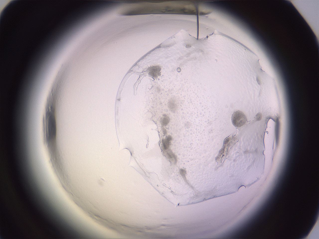folderID605_plateID2605_batchID13075_wellNum52_profileID1_d1_r202915_ef.jpg