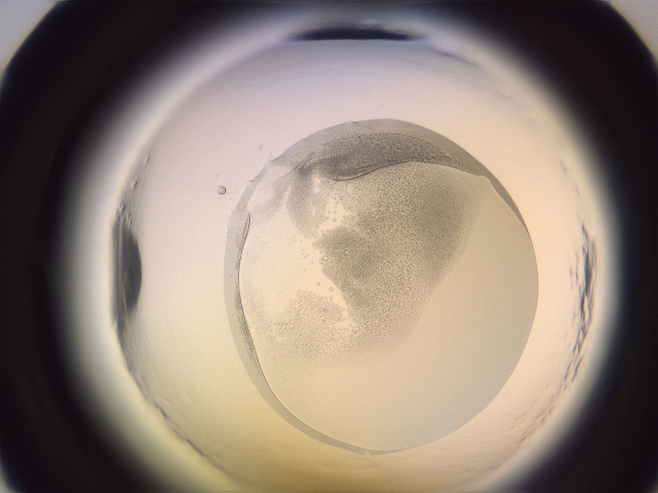 folderID605_plateID2605_batchID14321_wellNum12_profileID1_d1_r202795_ef.jpg