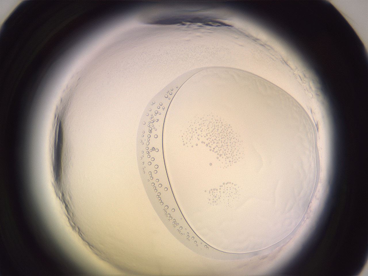 folderID605_plateID2605_batchID14321_wellNum47_profileID1_d1_r202900_ef.jpg