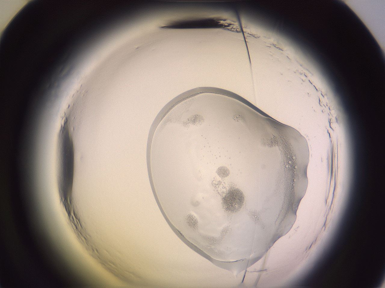 folderID605_plateID2605_batchID14321_wellNum48_profileID1_d2_r202904_ef.jpg