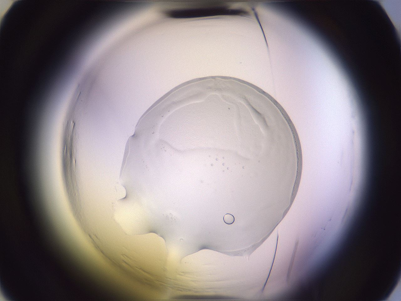 folderID606_plateID2606_batchID12979_wellNum29_profileID1_d2_r203711_ef.jpg