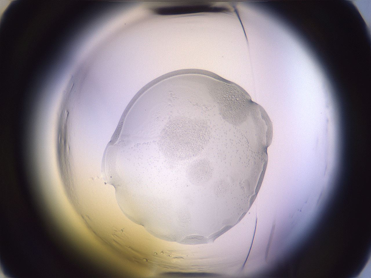 folderID607_plateID2607_batchID12759_wellNum29_profileID1_d2_r204575_ef.jpg