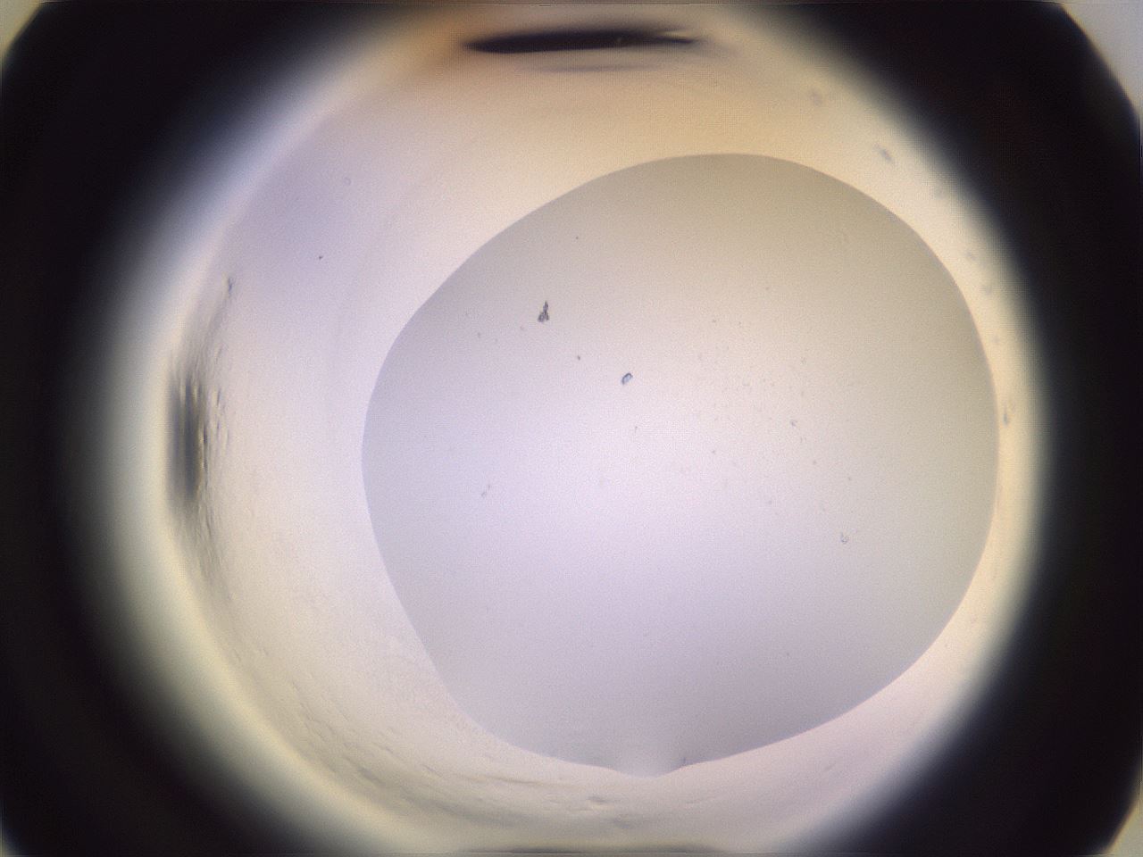 folderID607_plateID2607_batchID13080_wellNum30_profileID1_d3_r204579_ef.jpg