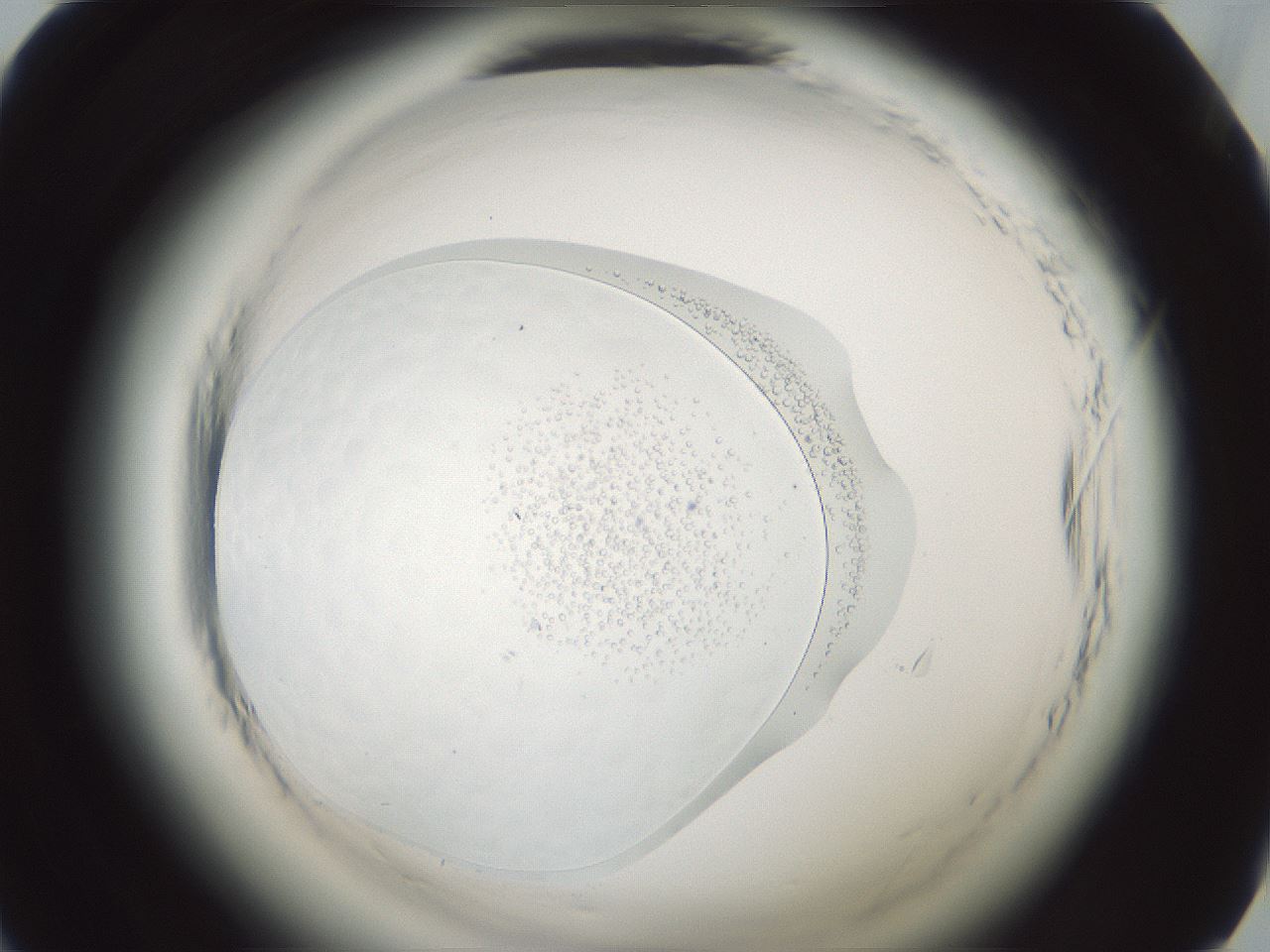 folderID610_plateID2610_batchID13014_wellNum46_profileID1_d1_r206641_ef.jpg