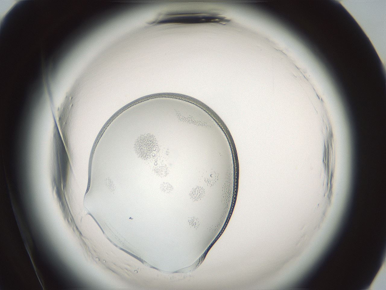 folderID610_plateID2610_batchID13091_wellNum84_profileID1_d2_r206756_ef.jpg