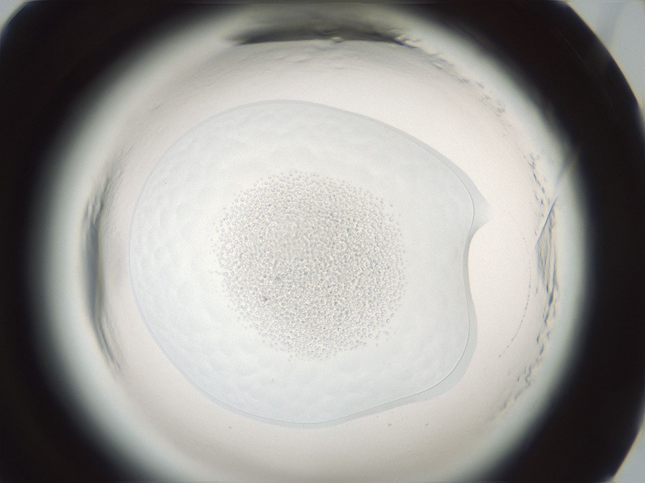 folderID610_plateID2610_batchID13091_wellNum94_profileID1_d1_r206785_ef.jpg