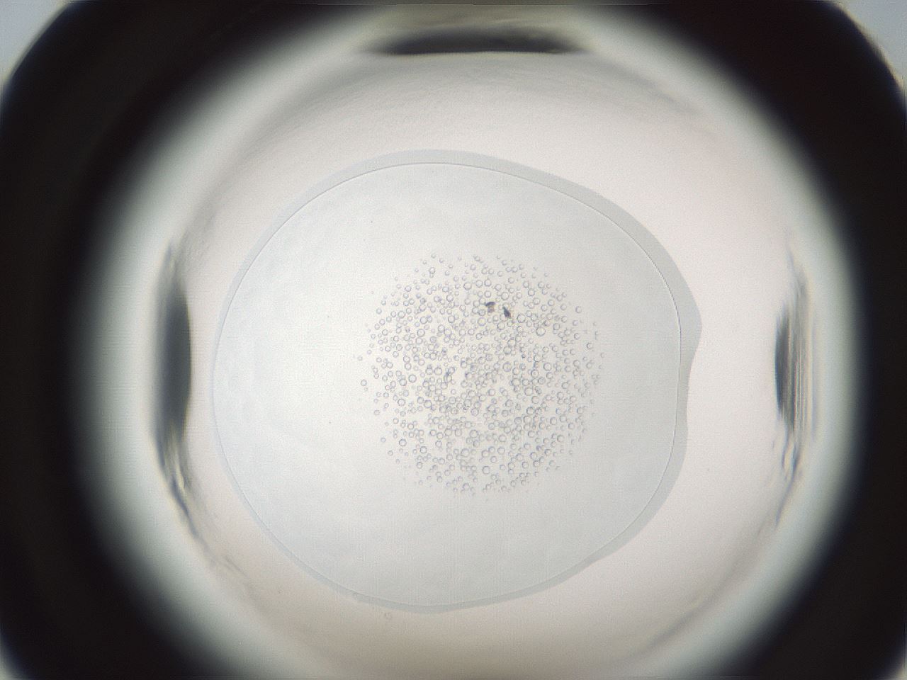 folderID610_plateID2610_batchID13471_wellNum24_profileID1_d1_r206575_ef.jpg