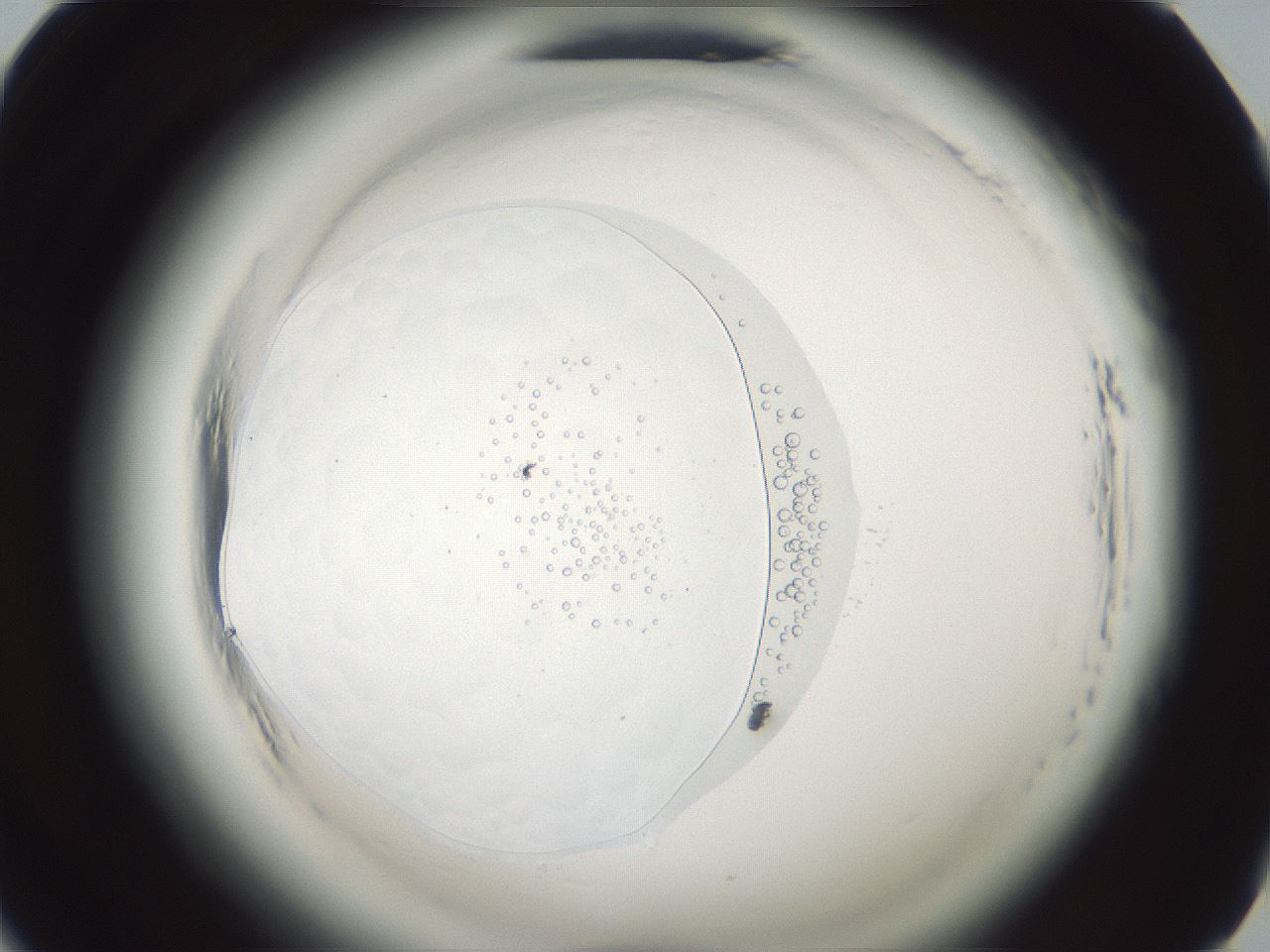 folderID610_plateID2610_batchID14352_wellNum33_profileID1_d1_r206602_ef.jpg