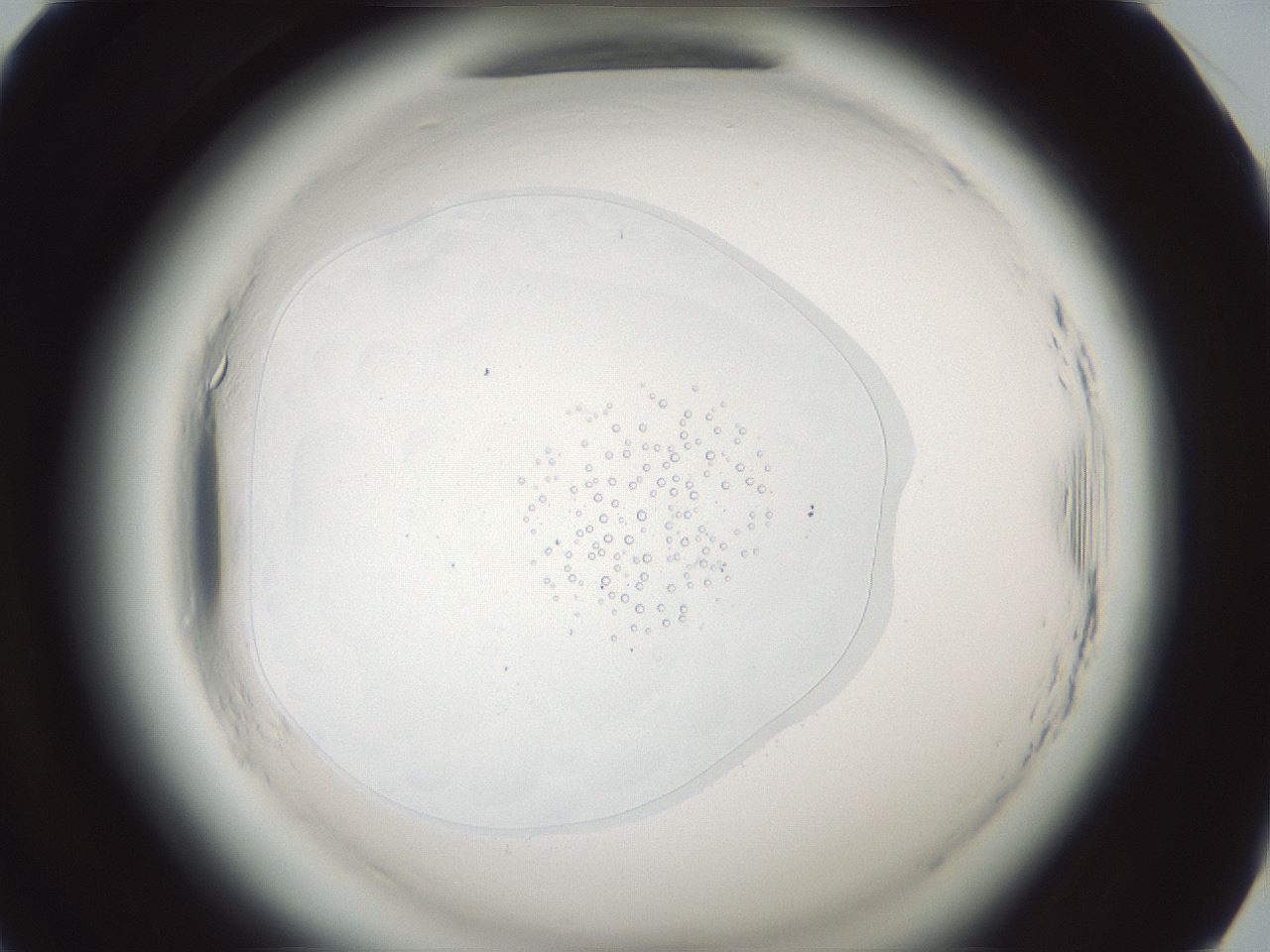 folderID610_plateID2610_batchID14352_wellNum58_profileID1_d1_r206677_ef.jpg