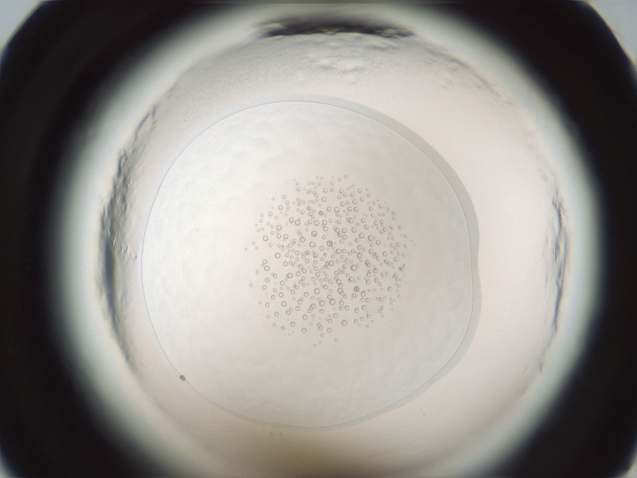 folderID610_plateID2610_batchID14867_wellNum23_profileID1_d1_r206572_ef.jpg
