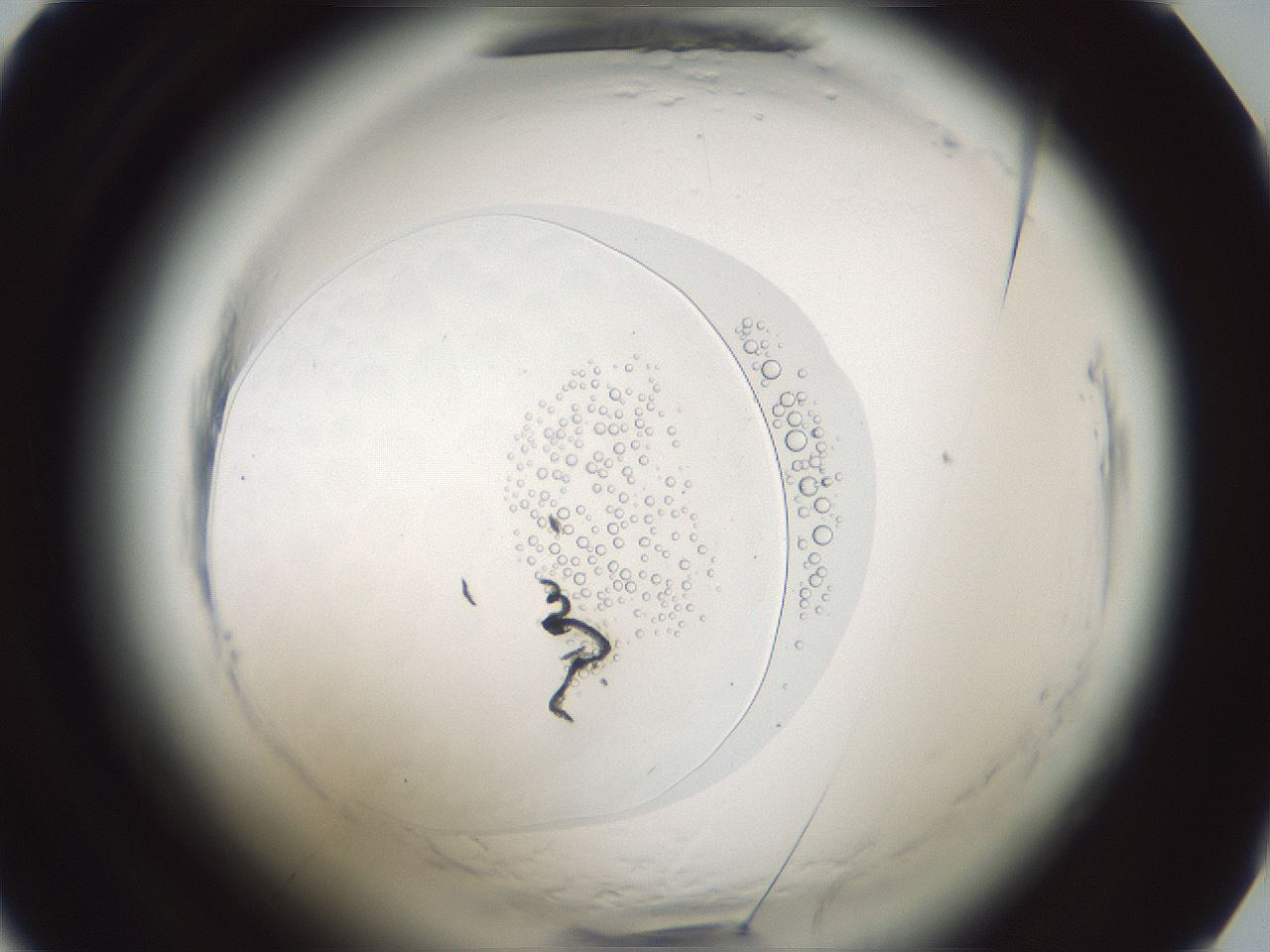 folderID610_plateID2610_batchID14867_wellNum28_profileID1_d1_r206587_ef.jpg