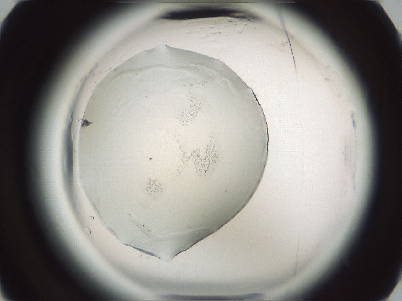 folderID610_plateID2610_batchID14352_wellNum29_profileID1_d3_r206592_ef.jpg
