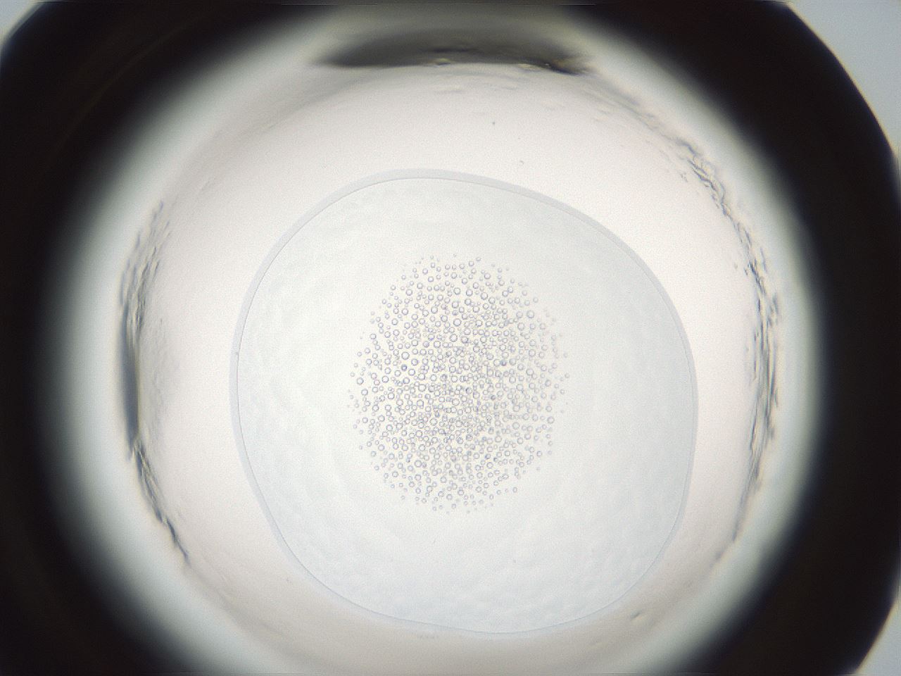 folderID610_plateID2610_batchID14867_wellNum95_profileID1_d1_r206788_ef.jpg