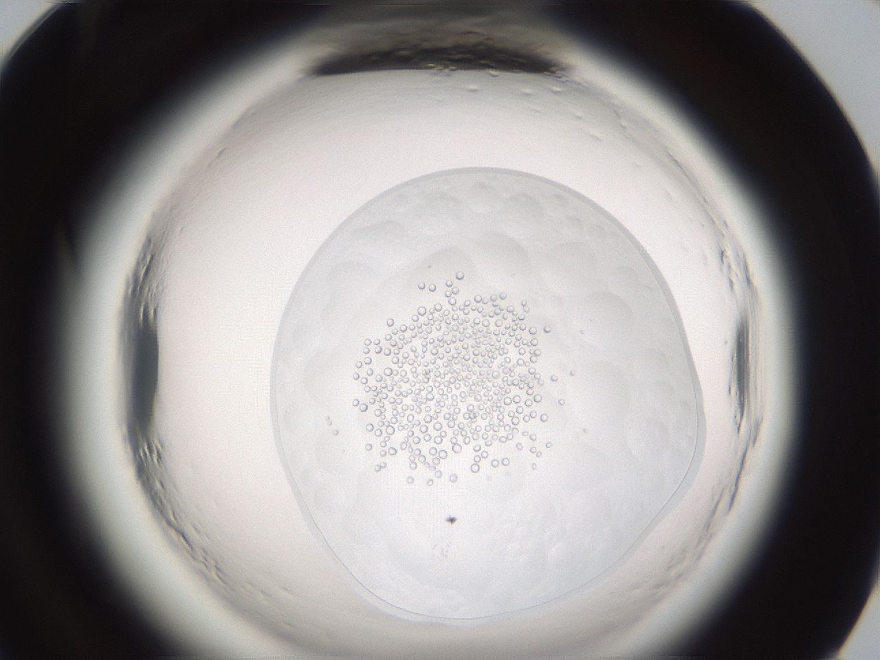 folderID611_plateID2611_batchID12841_wellNum96_profileID1_d1_r207367_ef.jpg