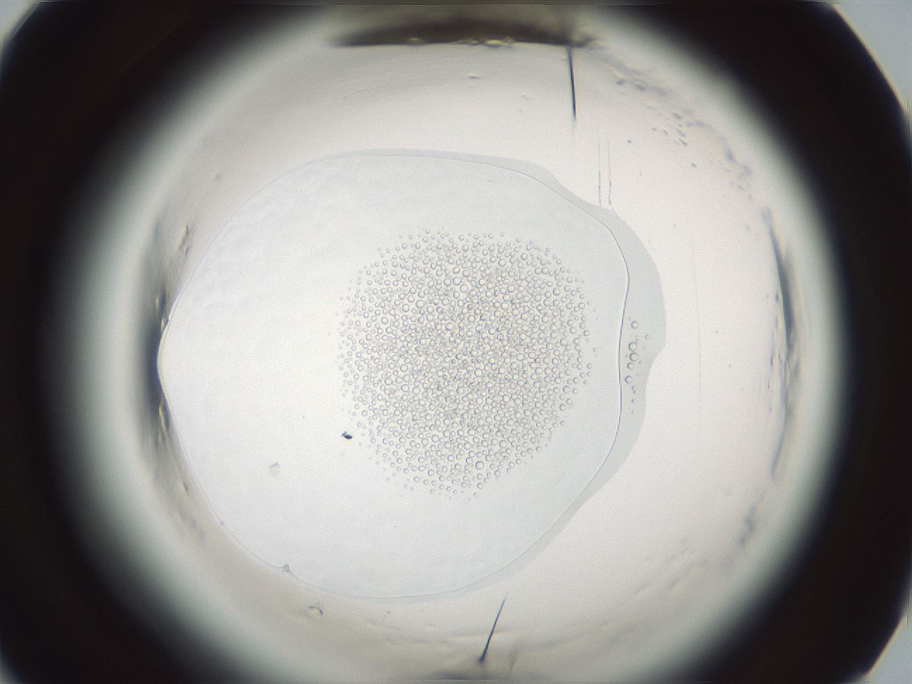 folderID610_plateID2610_batchID14867_wellNum86_profileID1_d1_r206761_ef.jpg